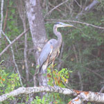 Put ardea_herodias_2009_09_06_074913_150x150.jpg here.