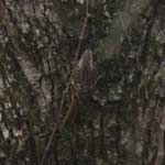 Brown Creeper