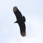 Black Vulture