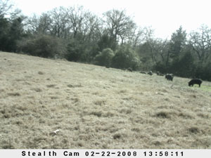 Insert farm_game_camera_01_2008_02_22_135811_300x225.jpg