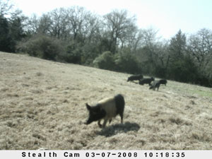 Insert farm_game_camera_01_2008_03_07_101835_300x225.jpg