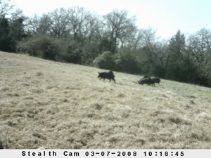 Insert farm_game_camera_01_2008_03_07_101845_300x225.jpg