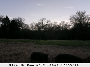 Insert farm_game_camera_01_2008_03_21_175528_300x225.jpg