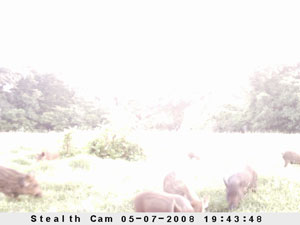 Insert farm_game_camera_01_2008_05_07_194348_300x225.jpg