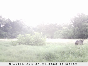 Insert farm_game_camera_01_2008_05_21_200602_300x225.jpg