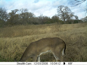 Insert farm_game_camera_02_2008_12_03_103414_300x225.jpg