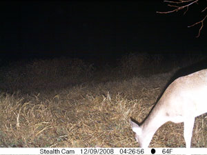 Insert farm_game_camera_02_2008_12_09_042658_300x225.jpg