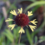 Put FarmGaillardia_aestivalis_2009_05_25_194754_DotHtml.FILENAME here.