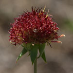 Put gaillardia_aestivalis_2009_07_05_153433_150x150.jpg here.