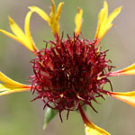 Put gaillardia_aestivalis_2009_07_05_153612_150x150.jpg here.