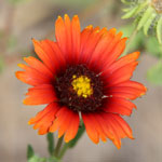 Put gaillardia_amblyodon_2009_07_05_101943_150x150.jpg here.