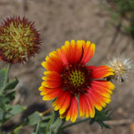 Put gaillardia_pulchella_2009_07_12_125010_150x150.jpg here.