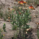 Put gaillardia_pulchella_2009_07_12_125347_150x150.jpg here.