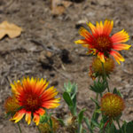 Put gaillardia_pulchella_2009_07_12_125838_150x150.jpg here.