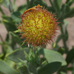 Put gaillardia_pulchella_2009_07_12_130250_150x150.jpg here.