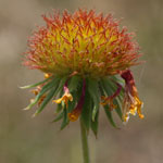 Put gaillardia_pulchella_2009_07_12_130449_150x150.jpg here.