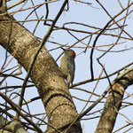 Put melanerpes_carolinus_2009_11_26_153456a_150x150.jpg here.