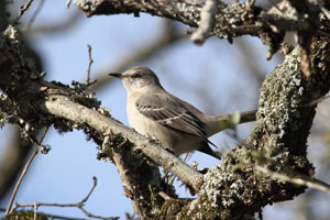 Insert thumbnail mimus_polyglottos_2012_12_29_102719_300x200.jpg.