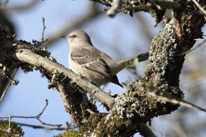 Insert thumbnail mimus_polyglottos_2012_12_29_102720_300x200.jpg.