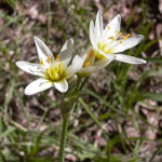 Put nothoscordum_bivalve_2007_04_01_162254_150x150.jpg here.