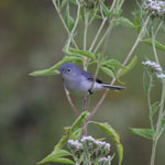 Put polioptila_caerulea_2009_09_05_174642_150x150.jpg here.