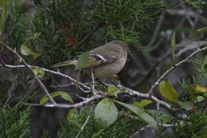 Ruby-crowned Kinglet