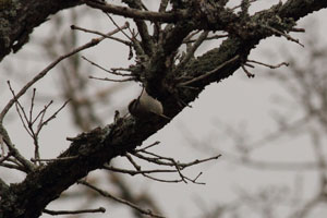 Insert thumbnail regulus_satrapa_2012_12_28_165840_300x200.jpg.