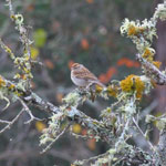 Chipping Sparrow