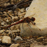 Put sympetrum_corruptum_2012_12_23_144817_150x150.jpg here.