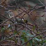 Put toxostoma_rufum_2008_11_29_092324_150x150.jpg here.