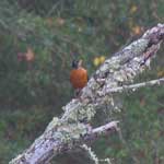 Put turdus_migratorius_2008_11_29_092713_150x150.jpg here.