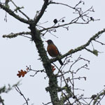 Put turdus_migratorius_2009_12_12_161041_150x150.jpg here.