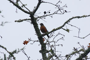 American Robin