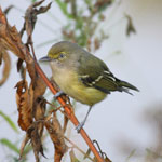 Put vireo_griseus_2009_09_06_075759_150x150.jpg here.