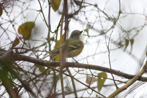 Insert thumbnail vireo_solitarius_2009_12_12_081224_300x200.jpg.