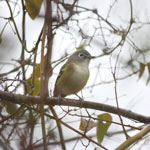 Put vireo_solitarius_2009_12_12_081243_150x150.jpg here.