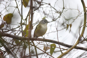 Insert thumbnail vireo_solitarius_2009_12_12_081243_300x200.jpg.