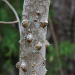 Put zanthoxylum_clavaherculis_2008_11_30_123617_150x150.jpg here.